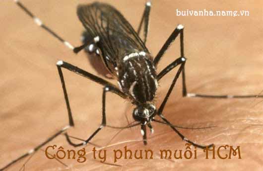 Công ty phun muỗi HCM