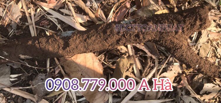 dduong moi ong bun moi xay dung