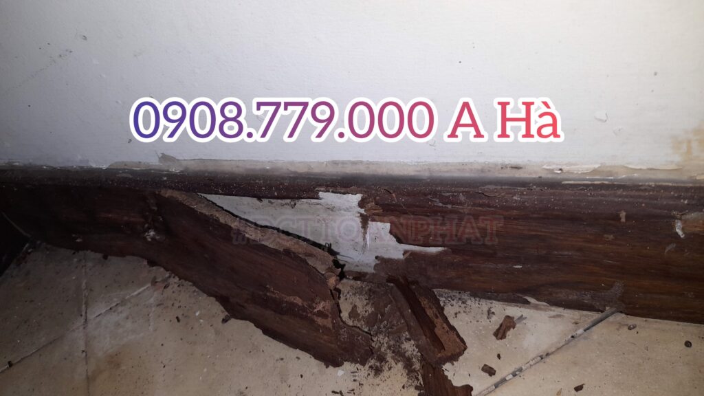 op tuong bi moi xam hai trong rong