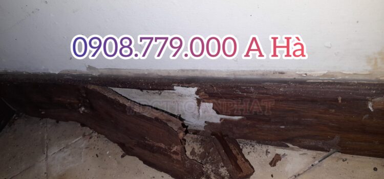 op tuong bi moi xam hai trong rong