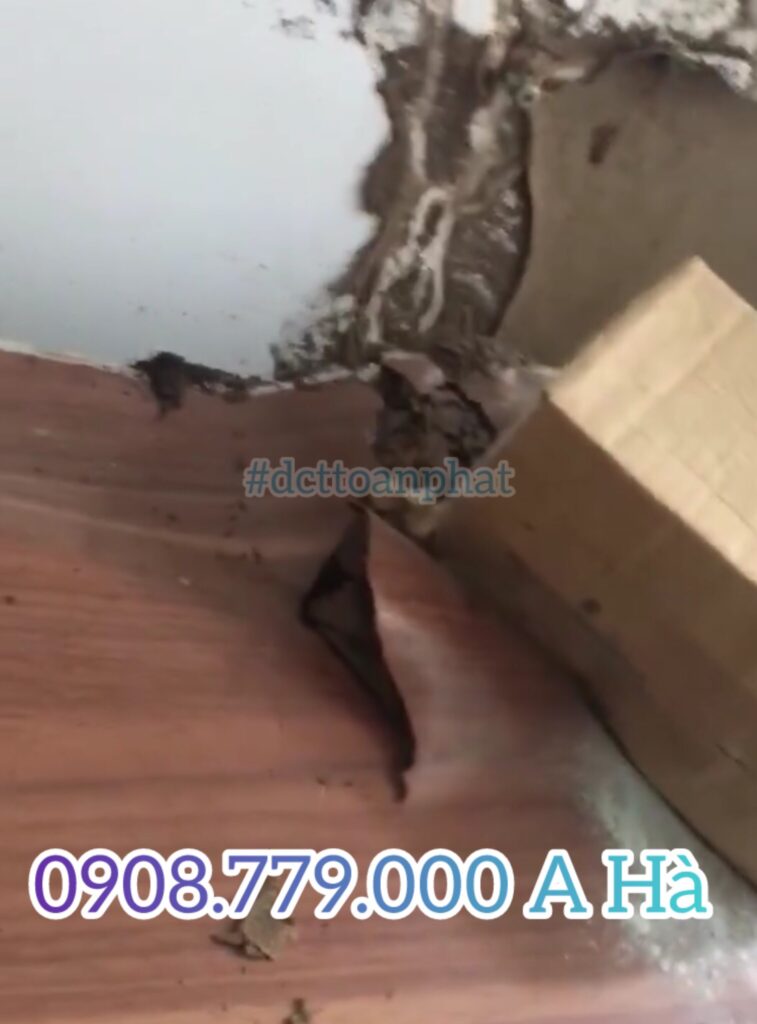 bàn bị mối ăn hư hại nặng. Dịch vụ diệt mối DCT Toàn Phát 0908.779.000 A Hà