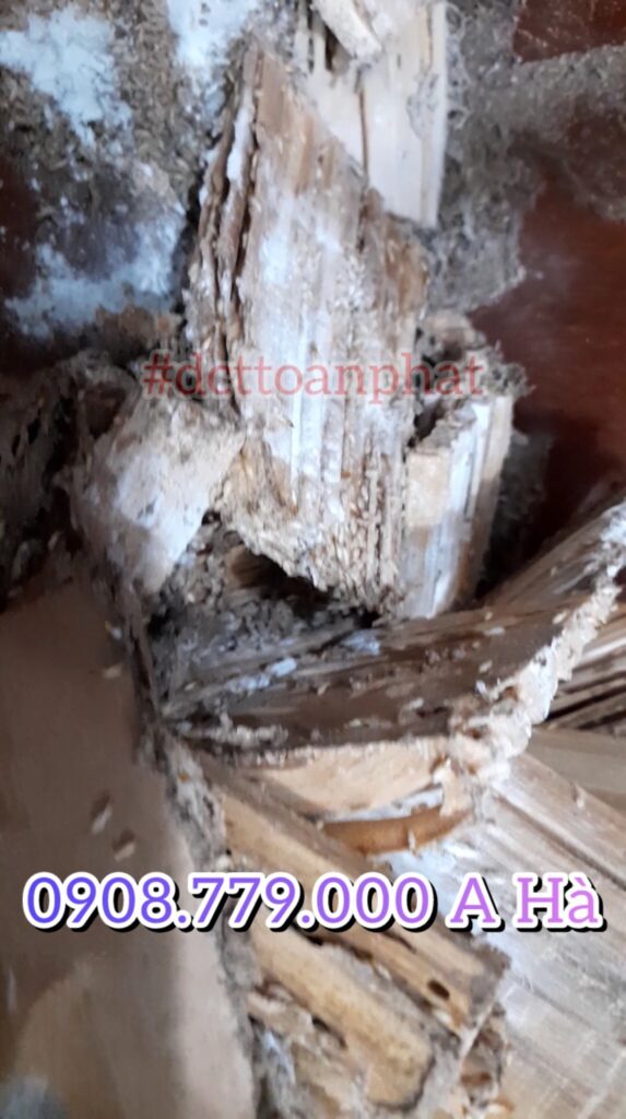 mối ăn nhiều vào mồi nhử mối do DCT Toàn Phát thực hiện