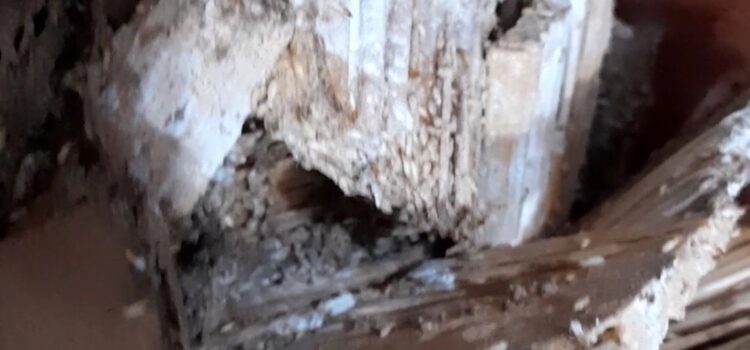 mối ăn nhiều vào mồi nhử mối do DCT Toàn Phát thực hiện