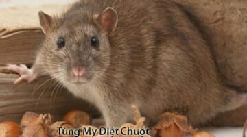 diet chuot tai trang bang