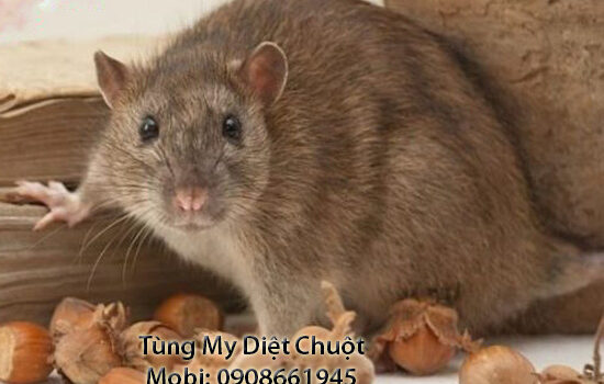 diet chuot tai trang bang