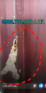 DCTToanPhat Kiểm Soát Mối Tại Tan BìnhDCTToanPhat Kiểm Soát Mối Tại Tan Bình