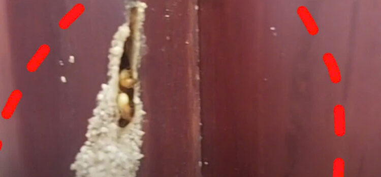 DCTToanPhat Kiểm Soát Mối Tại Tan BìnhDCTToanPhat Kiểm Soát Mối Tại Tan Bình