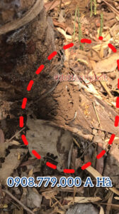 đường đắp ụ của mối