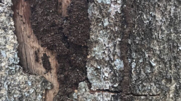 ụ đất do mối tạo nên để trú ngụ