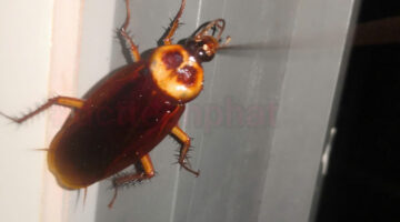 bán thuốc diệt gián tân nhà toàn quốc. 0908.779.000 a hà