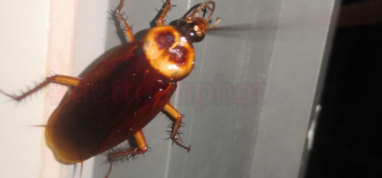 bán thuốc diệt gián tân nhà toàn quốc. 0908.779.000 a hà