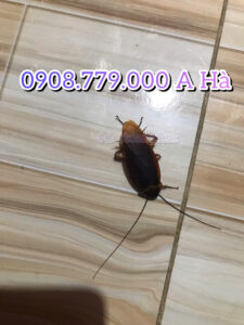 Tại Đây Có Bán Thuốc Diệt Gián Bình Chánh