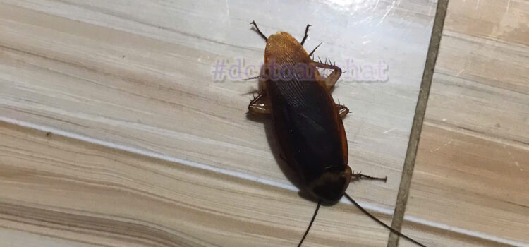 Tại Đây Có Bán Thuốc Diệt Gián Bình Chánh