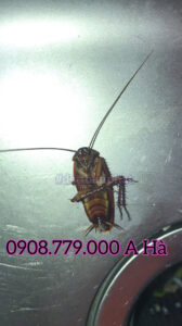 bán thuốc diệt gián tại Quận bình tânbán thuốc diệt gián tại Quận bình tân