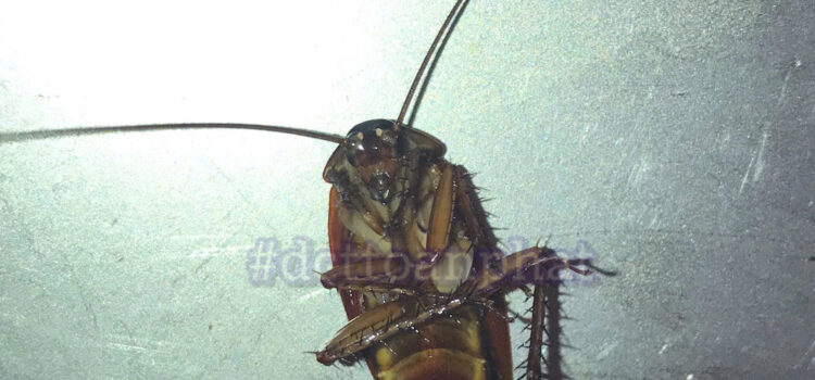 bán thuốc diệt gián tại Quận bình tânbán thuốc diệt gián tại Quận bình tân