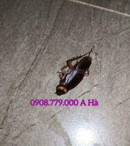 DCTToafn Phát basnthuoc diệt gián 0908.779.000 