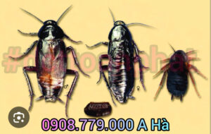 Gián Phương ĐÔng, dct toàn phát có bán thuốc diệt gián phương đông