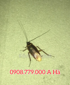 Tại Đây Có Bán Thuốc Diệt Gián Quận 1