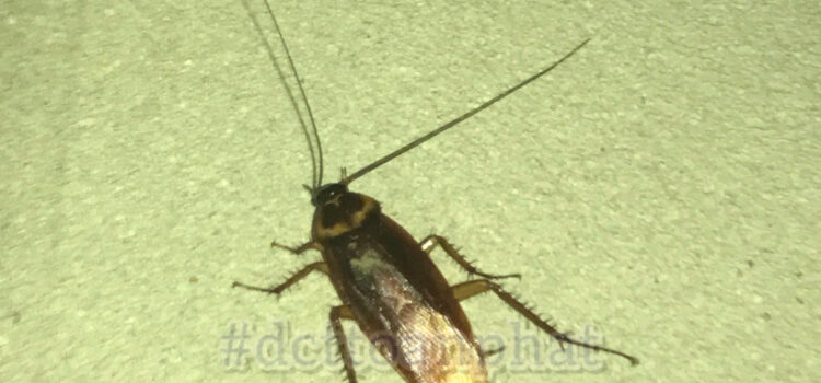 Tại Đây Có Bán Thuốc Diệt Gián Quận 1