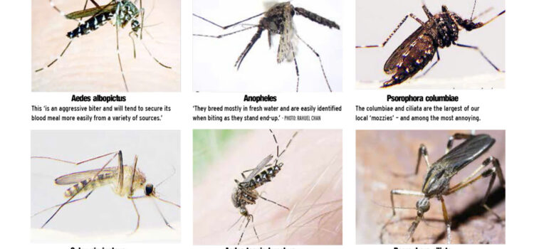 Muỗi gây hại do DCT Toàn Phát sưu tầm
